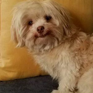 Meet your Posher, Avi